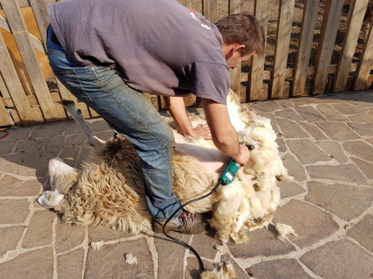 Laboratorio La Tosatura Delle Pecore Sito Ufficiale Valseriana E Val