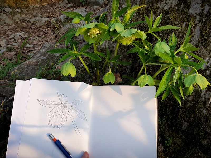 Disegnare Fiori Crea Il Tuo Erbario © Angela Ongaro